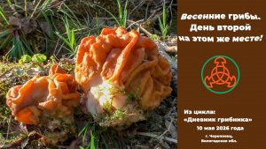 Весенние грибы. День второй на этом же месте! 10 мая 2026 года.