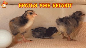 Только что вылупившийся цыплёнок не может встать, а вокруг уже бегают его бодрые братья 2