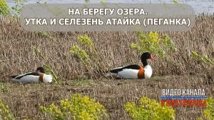 Утро на берегу озера. Селезень и утка Атайка (Пеганка)