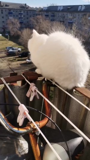 Фильм кошка 2 часть