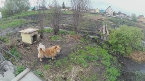 На днях обещают заморозки.Остался один друг.Степан покинул нас.