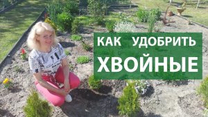 Хвойные в саду секреты полива, подкормки и ухода. Чем удобрять туи, ели и можжевельники?