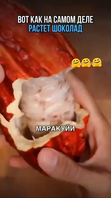 Как растет какао.
