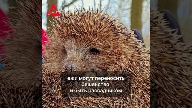 Почему нельзя брать в руки ежиков?