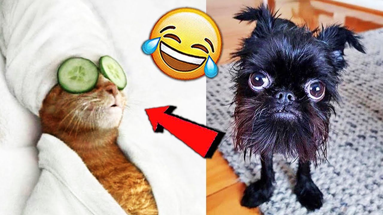 СМЕШНЫЕ КОТЫ | ЛУЧШИЕ ПРИКОЛЫ С КОТАМИ, СОБАКАМИ, КОШКИ, СОБАКИ, ЖИВОТНЫЕ, СМЕШНОЕ ВИДЕО