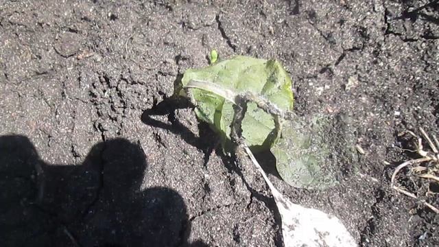 Табак высадили перед заморозками в огород.(Крах).