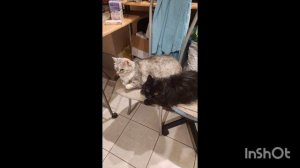 Две кошки