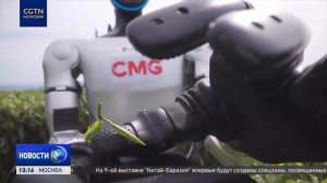 Гуманоидные роботы поучаствовали в сборе чая на плантациях провинции Фуцзянь на юго-востоке Китая