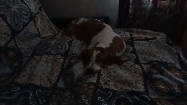 После СЫТНОГО ОБЕДА по ЗАКОНУ Архимеда полагается..