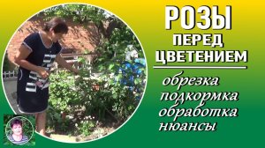 Уход за розами перед цветением. Подкормки, вредители, обрезка