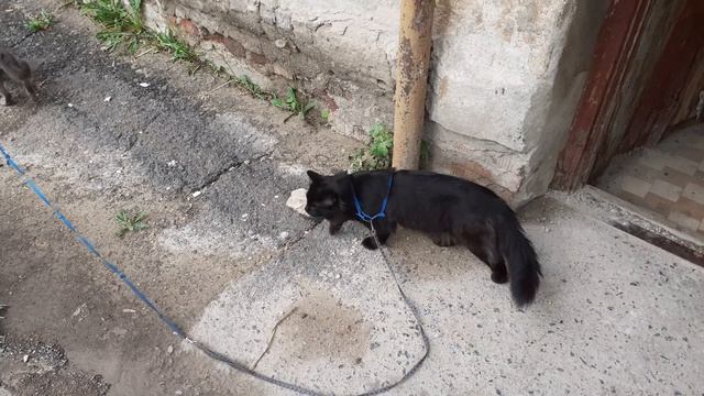 Маленько погуляли котики. смотреть онлайн
