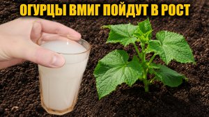1 Литр под ОГУРЦЫ! Огурцы вмиг идут в рост не болеют и обильно заплодоносят раньше срока