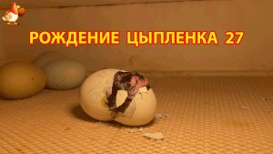 Вылупление цыпленка из яйца в инкубаторе версия 27