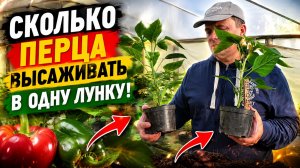Сколько перца садить в 1 лунку? (из нашего опыта)