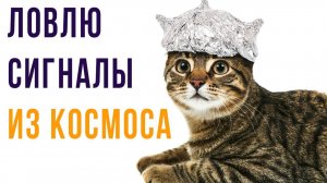 Приколы с котами) Сигнал из космоса