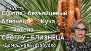1 часть. С@пля - безъяйцевый близнец❗️Куча хотела СЕСТРУ - БЛИЗНЕЦА❗️