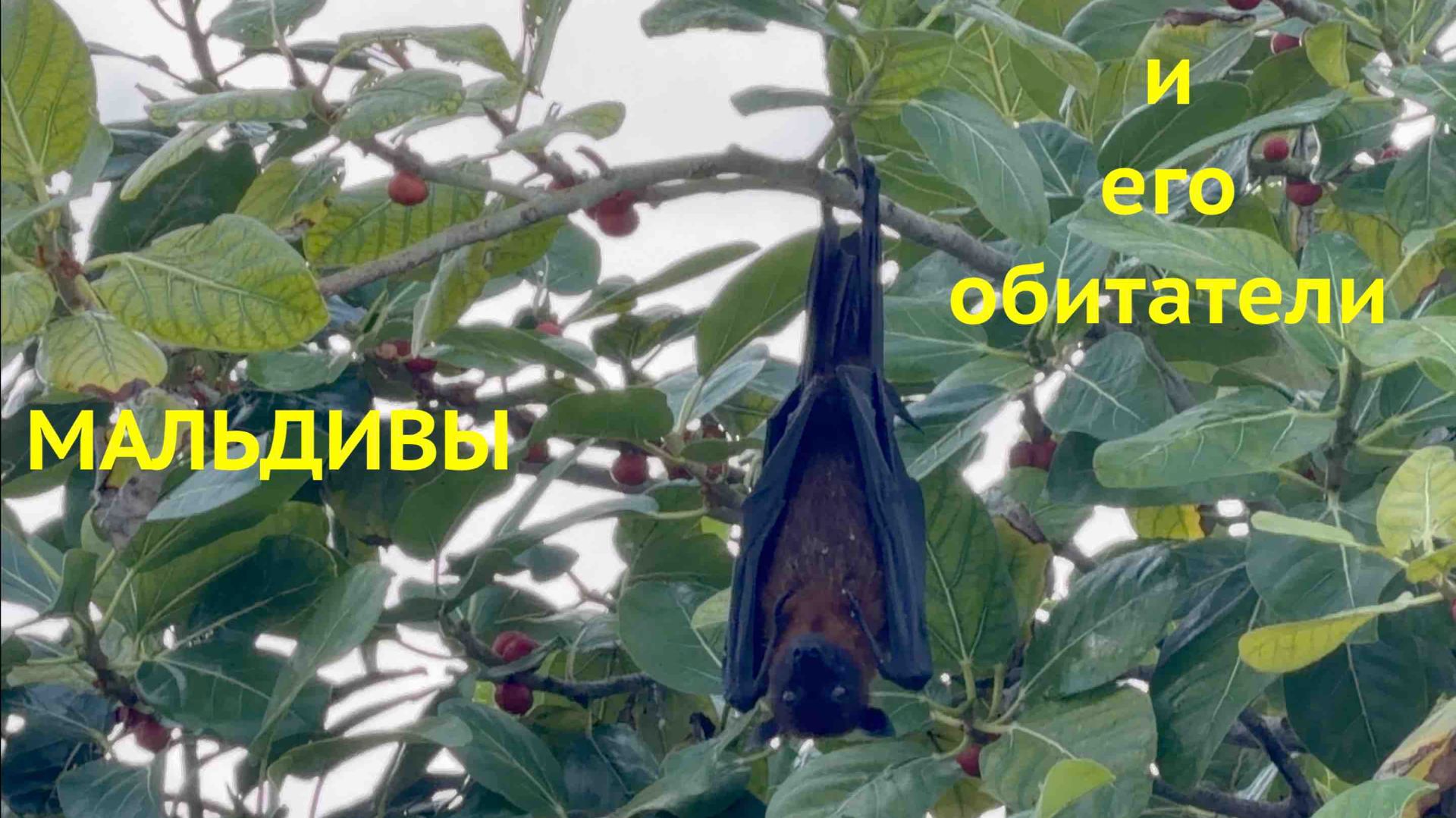 Подводный мир и животные Мальдив