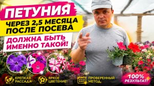 Как вырастить петунию из семян, что бы она была такой красивой.