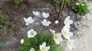 продолжение прогулки по саду🌸