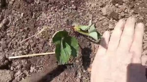 РАБОТЯЩИЙ МУЖИК мне попался,копает,садит,мне повезло// 1 часть/Жизнь в деревне на пенсии//