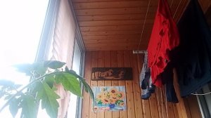 Рассада и сорта.Обзор и болтавня.
