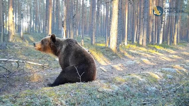 🐻 Минутка медвежьей философии