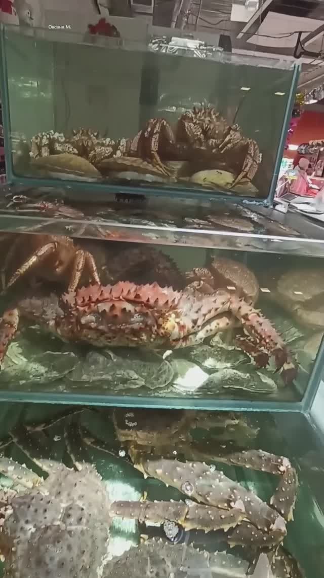 Живые крабы в ТЦ