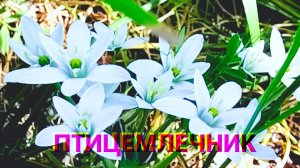 Птицемлечник- этот цветок заставляет остановится и засмотреться!