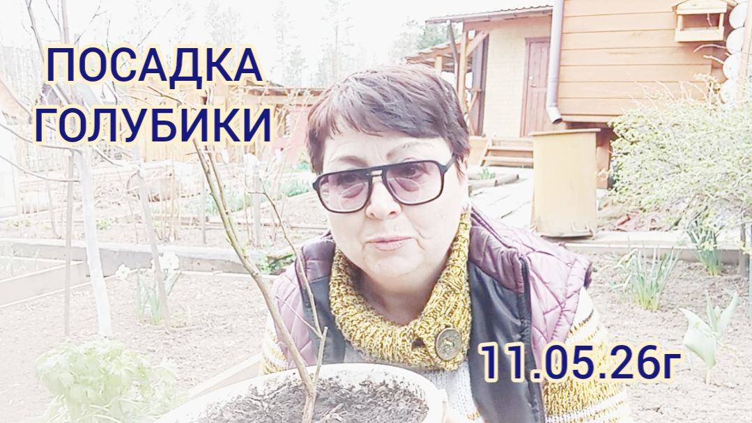 ПОСАДКА ГОЛУБИКИ.11.05.26г