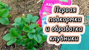 Первая подкормка и обработка клубники