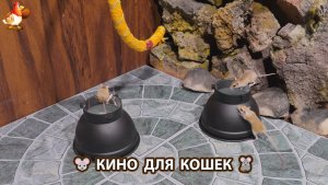 Видео для кошек про крысок развлекать питомцев 🐭🐀😂 (526)