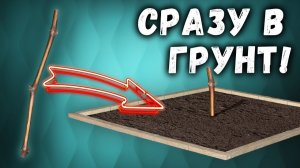 Как посадить не пророщенный черенок на постоянное место (19.02.2023) (Видеоблог Давида Алверцяна)