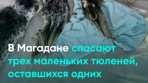 В Магадане спасают трех маленьких тюленей, оставшихся одних