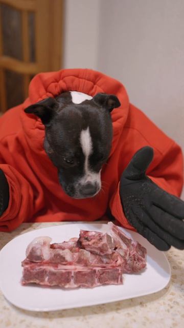 О чем мечтает Дора? Всё просто! 🐶