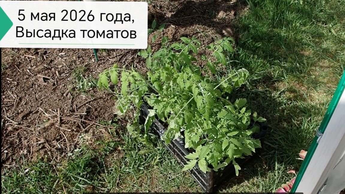 5 мая 2026 года, высадка томатов в теплицу. Что кладу в лунки. Проветривание и подогрев теплицы.