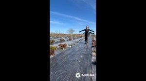 Поле пионов_май (СПб)