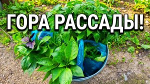 Помидоры Петруша и Волгоградец: наш выбор в этом году 🌱»