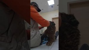 Ингаляции Шоколадке продолжаются