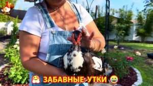 Забавные утки мускусные и пекинские на свободном выгуле со своими друзьями ч.(393) ❣️🤗😂