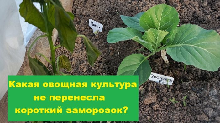 Какой овощ не перенес мороза и оказался слабым звеном во время заморозка?