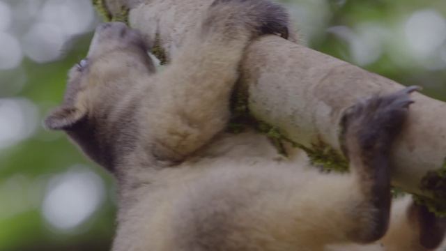 На высоте. Древесный кенгуру смотреть онлайн