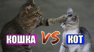 Почему Кошки так НЕ Похожи на Котов (это интересно)!