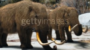 Mammoths hunted for their Hides