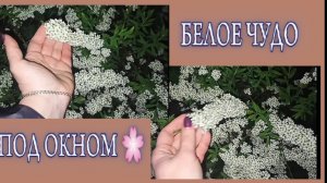 Просто вышла на балкон... и зависла. Весна в самом разгаре! Ни смогла ни заснять эти белые кусты 🌸