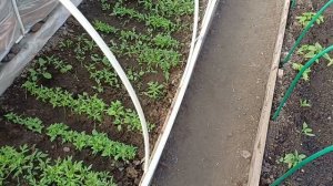 Домашний влог Подросли цыплята Как дела в теплице