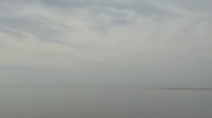Дельфины в море у пляжа Sochifornia в Сириусе.