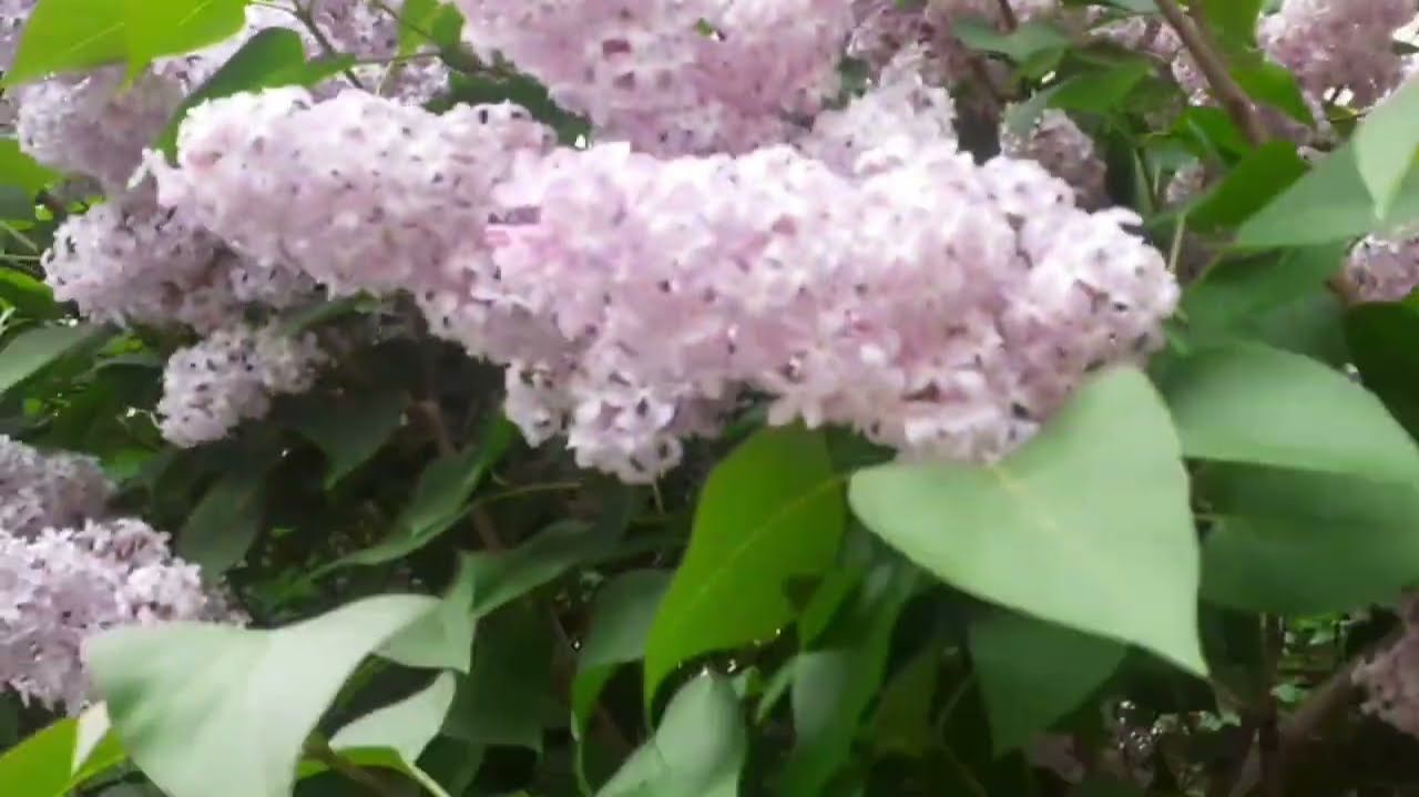 И ЖИЗНЬ, И СЛЕЗЫ,И ЛЮБОВЬ . - ВЛОГ -9 МАЯ