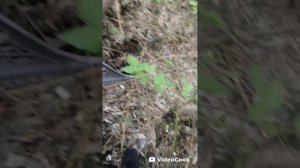 Застряли в лесу попали в лес не можем выбраться!