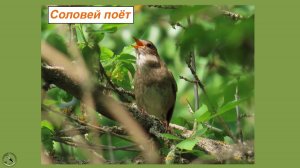 Соловушка-соловей поёт в роще. Май