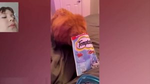 Смешные коты с озвучкой (Часть 3)